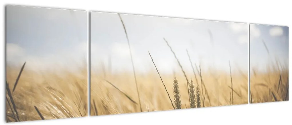 Obraz ziarna (170x50 cm)