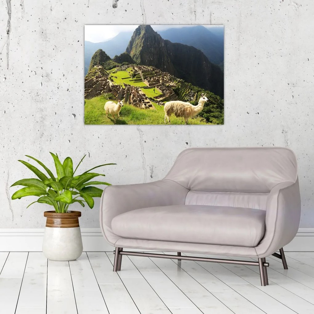 Obraz - Lamy na Machu Picchu (70x50 cm)