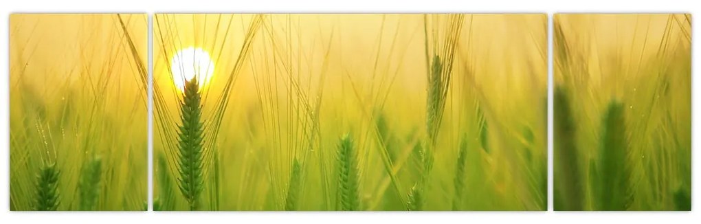 Obraz pola ze zbożem (170x50 cm)