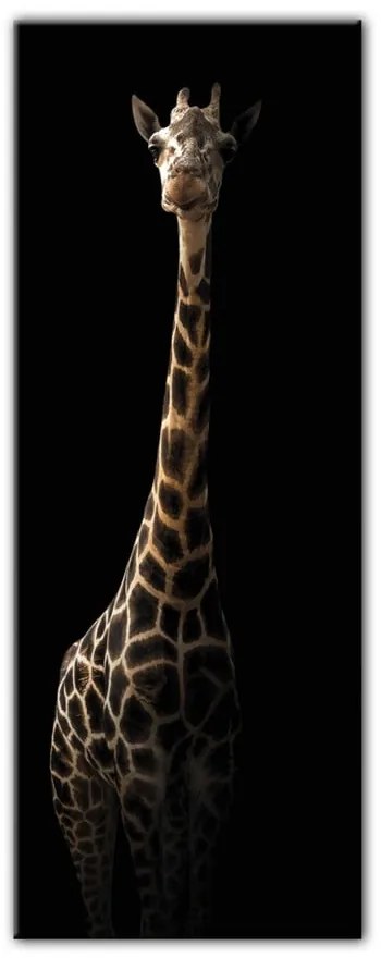 Obraz Styler Glas Animals Gira, 50x125 cm
