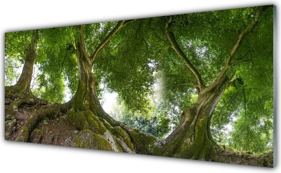 Panel Szklany do Kuchni Korony Rozłożystych Drzew