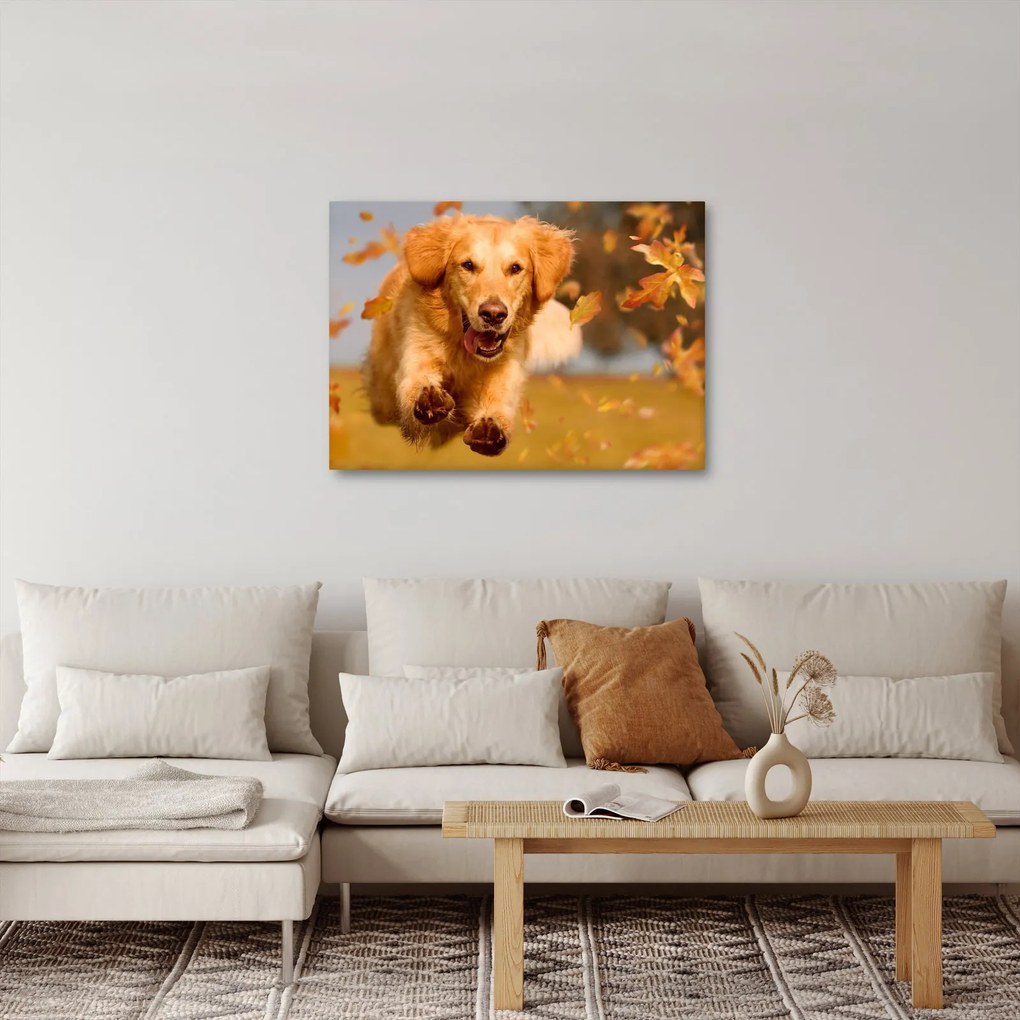 Obraz - Golden Retriever (70x50 cm)