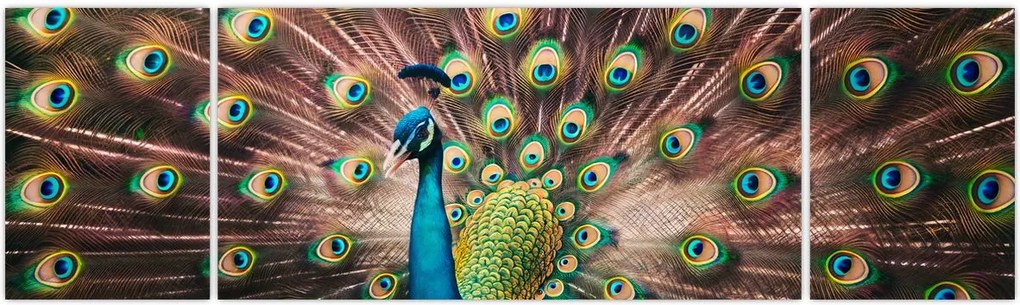 Obraz - Paw (170x50 cm)
