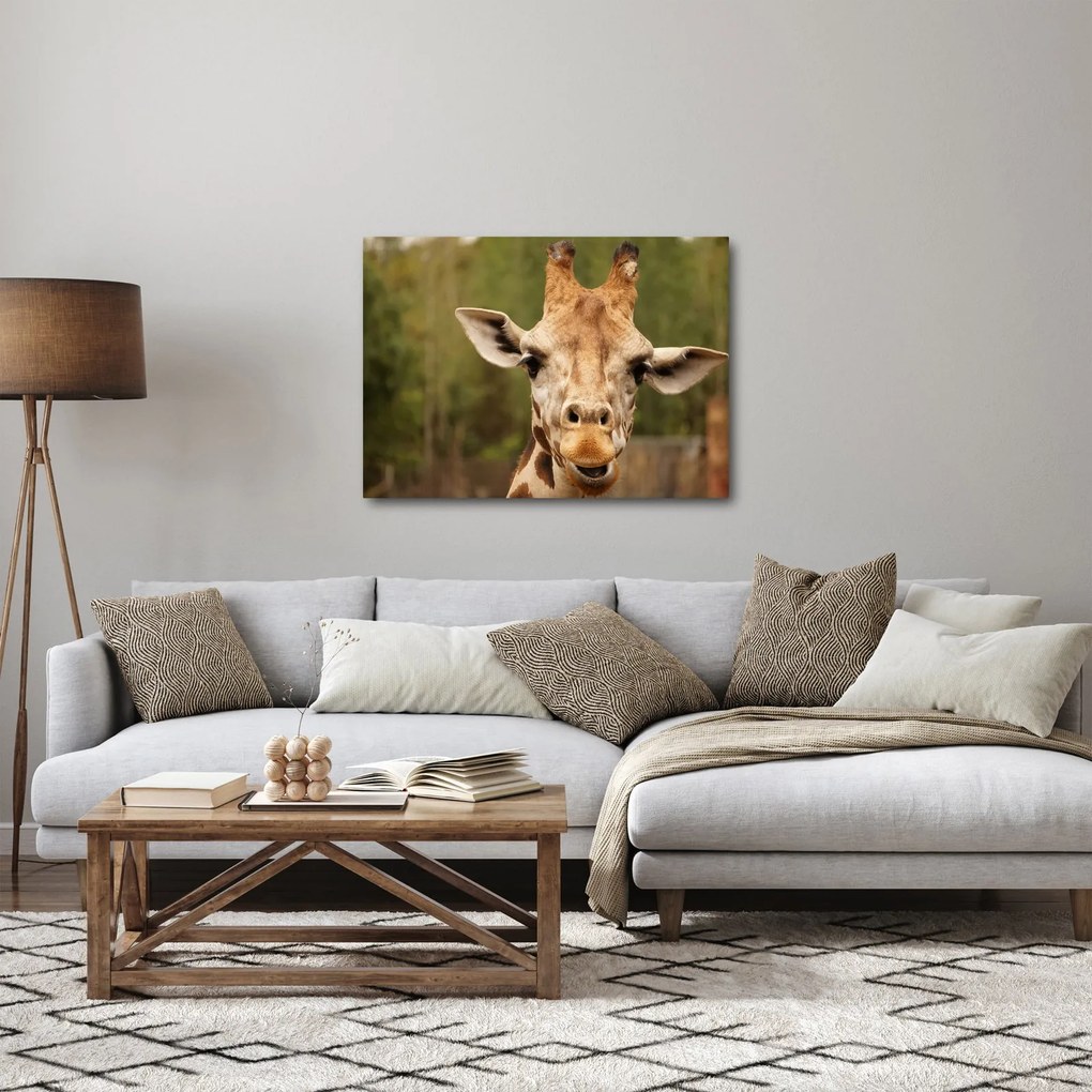 Obraz żyrafy (70x50 cm)