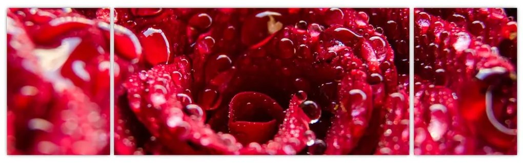 Obraz czerwonego kwiatu róży (170x50 cm)