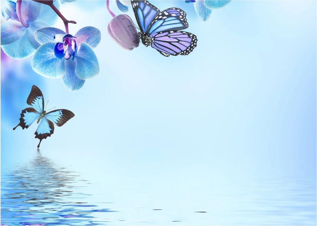 Obraz - Motyl na kwiatach orchidei, niebieski (70x50 cm)