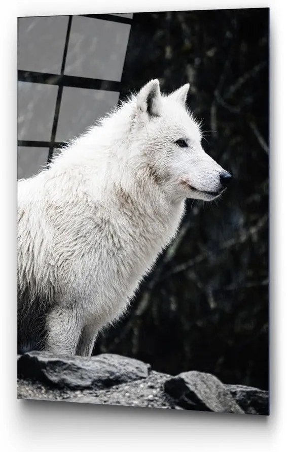 Szklany obraz 70x100 cm White Wolf – Wallity