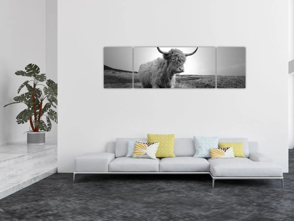Obraz - Szkocka krowa, czarno - biały (170x50 cm)