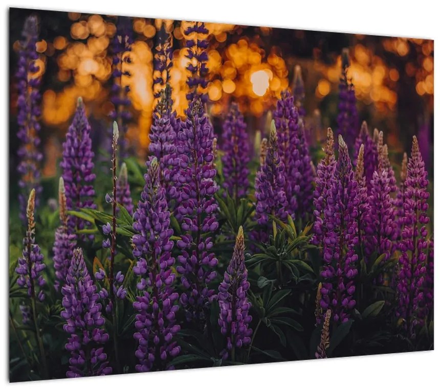 Obraz na szkle kwiatów łubinu (70x50 cm)