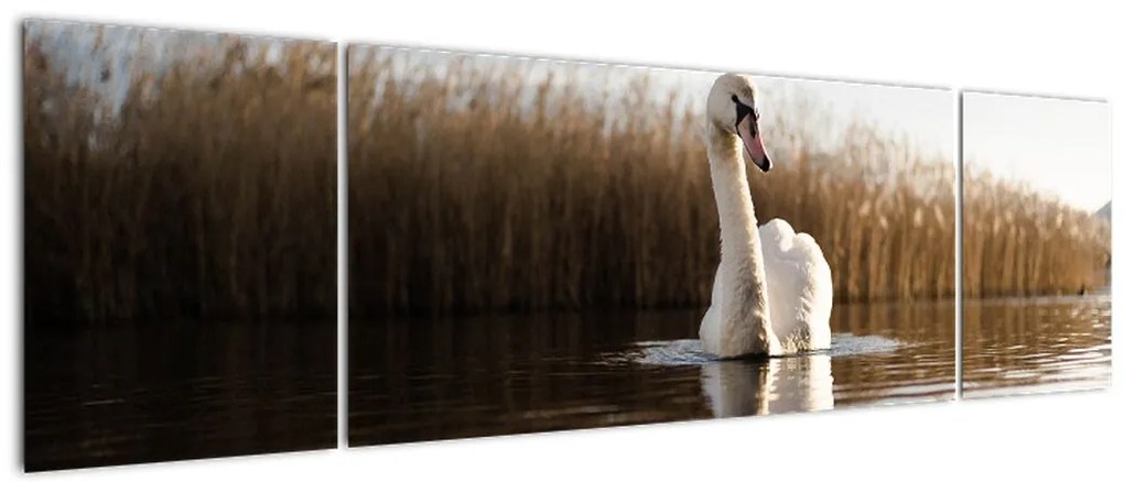 Obraz łabędzia (170x50 cm)
