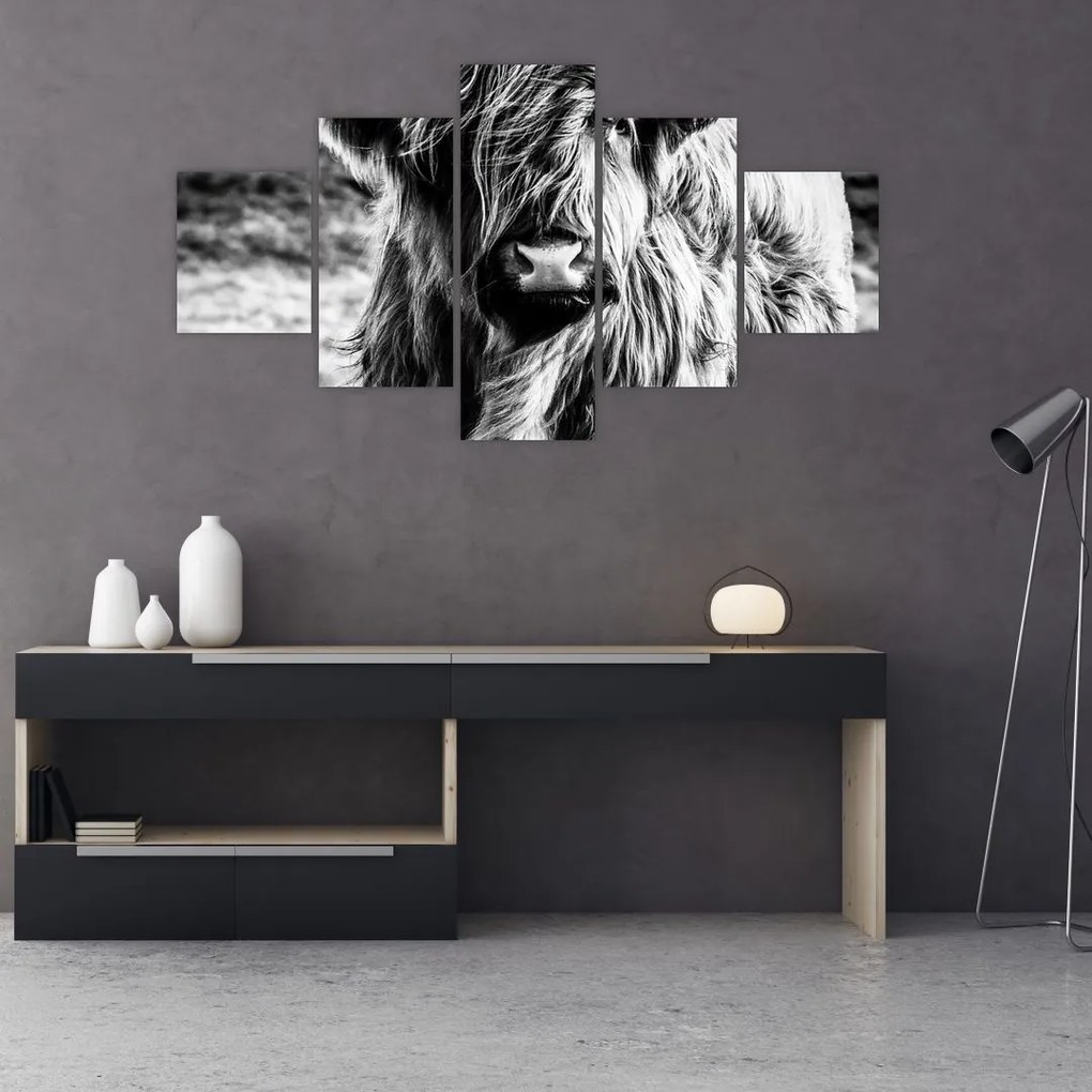 Obraz - Highland - szkocka krowa (125x70 cm)