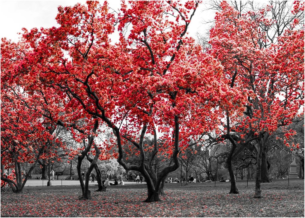 Obraz na szkle - Czerwone drzewa, Central Park, New York (70x50 cm)