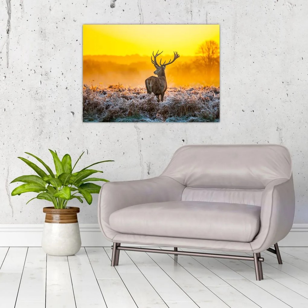 Obraz - Jeleń o wschodzie słońca (70x50 cm)