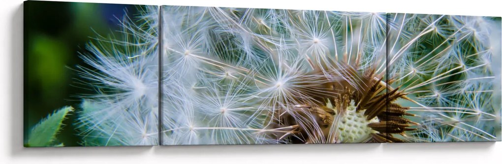 Obraz przekwitniętego dmuchawca (170x50 cm)