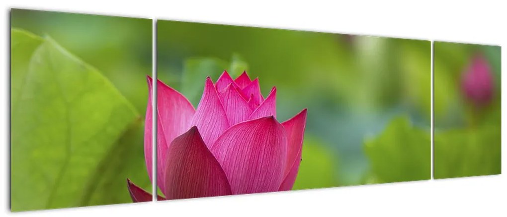Obraz - roślina wodna (170x50 cm)