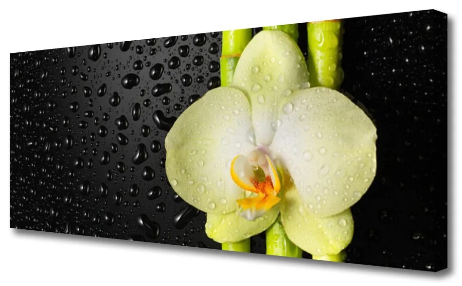 Obraz Canvas Bambus Kwiaty Orchidea