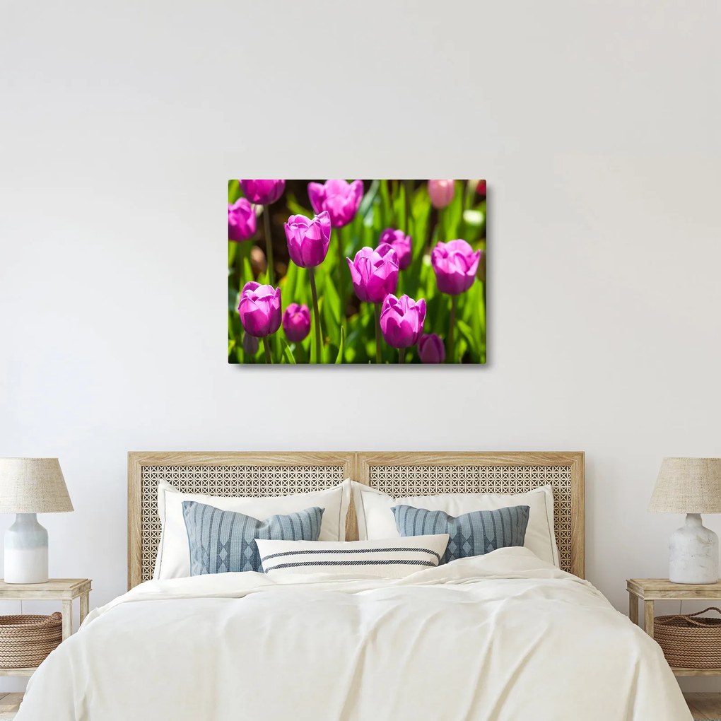 Obraz tulipanów na łące (70x50 cm)