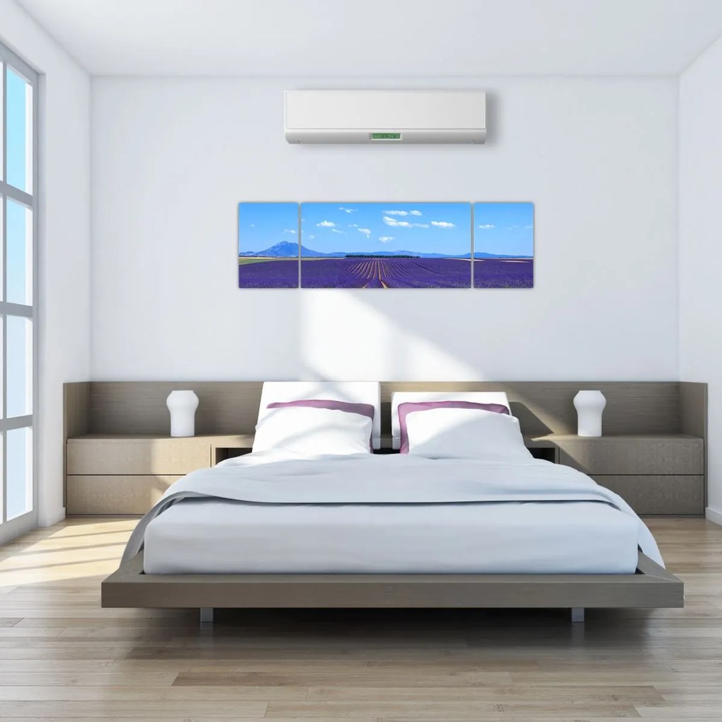 Obraz - Pole lawendy (170x50 cm)