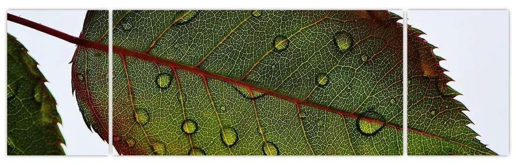 Obraz - Liść róży (170x50 cm)