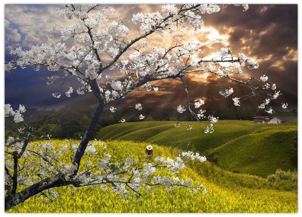 Obraz na szkle - Kwitnące drzewo w krajobrazie (70x50 cm)