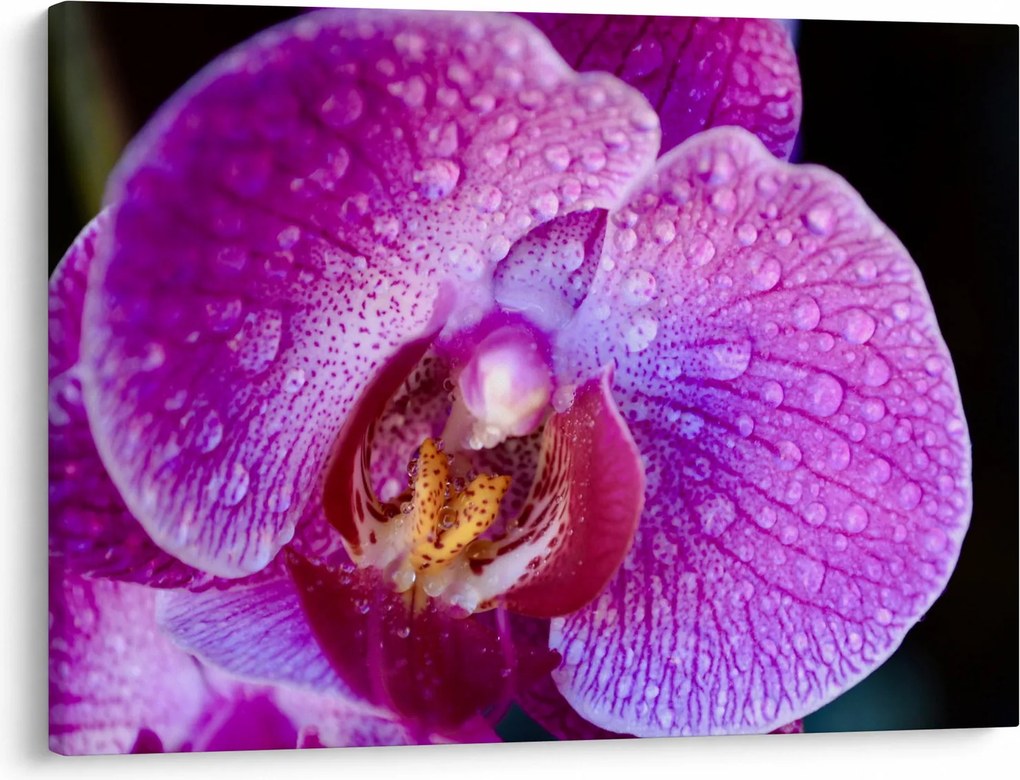 Zbliżenie kwiatu orchidei (70x50 cm)