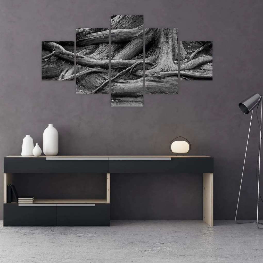 Obraz - Korzenie drzewa (125x70 cm)