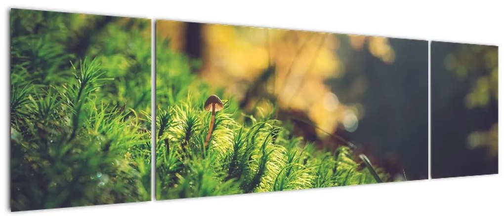 Obraz mchu z grzybem (170x50 cm)