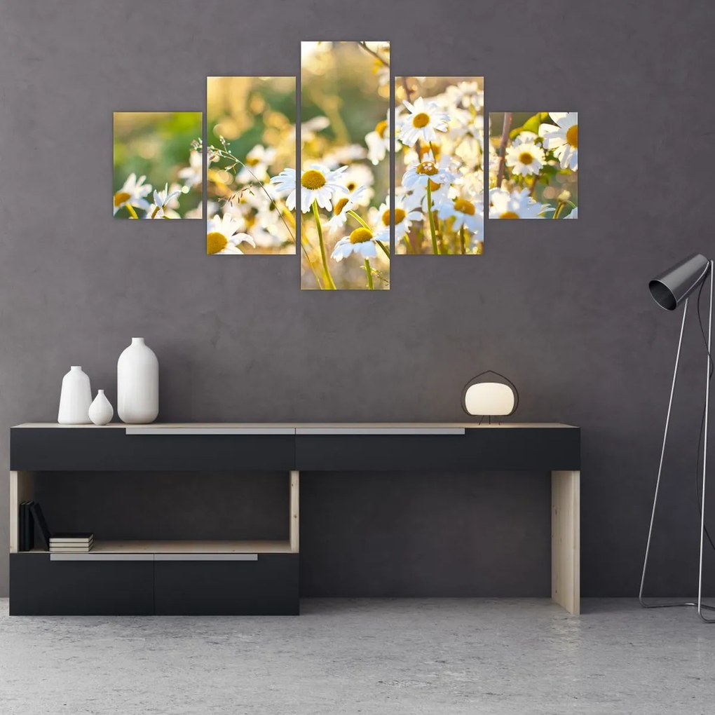 Obraz - Stokrotki (125x70 cm)