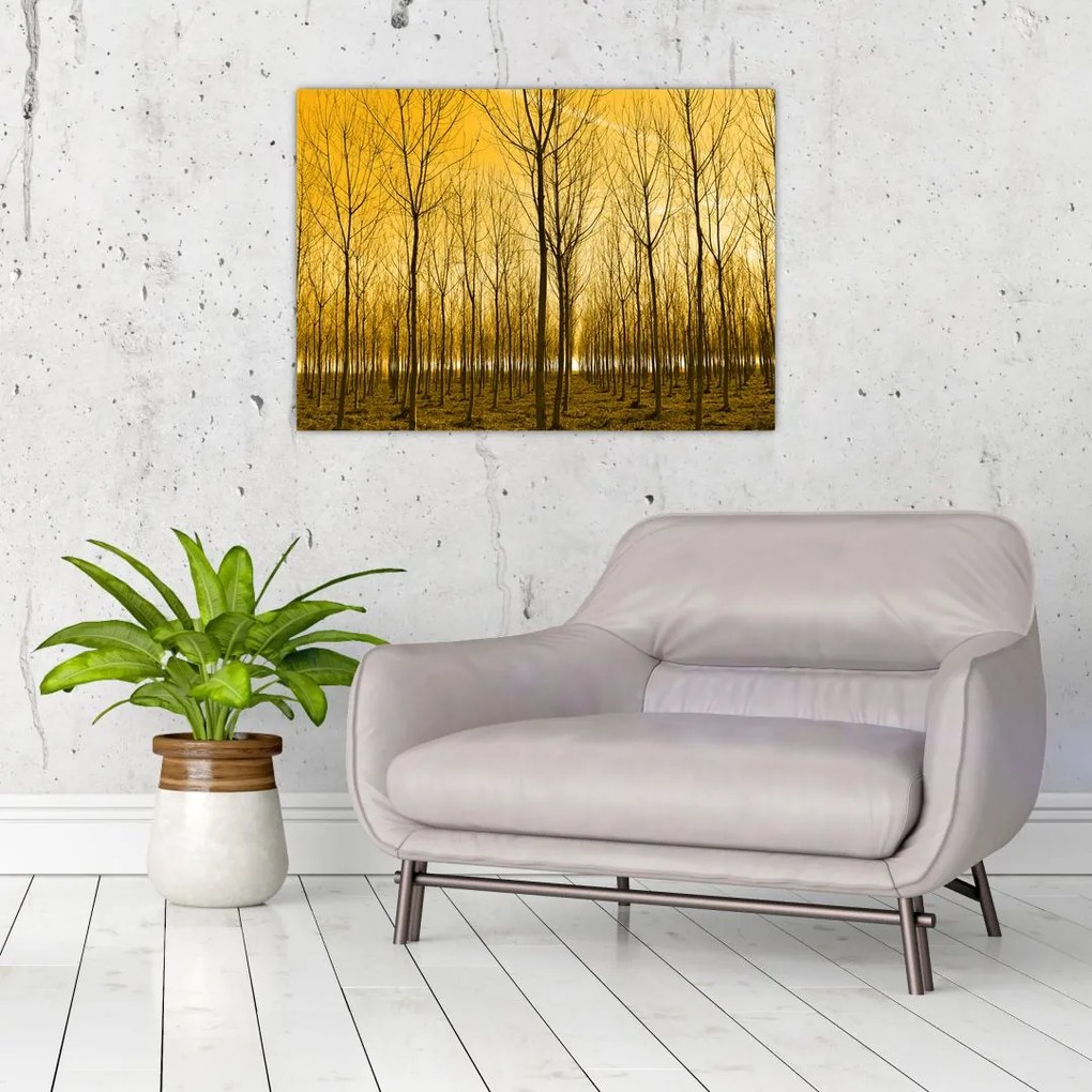 Obraz lasu o zachodzie słońca (70x50 cm)