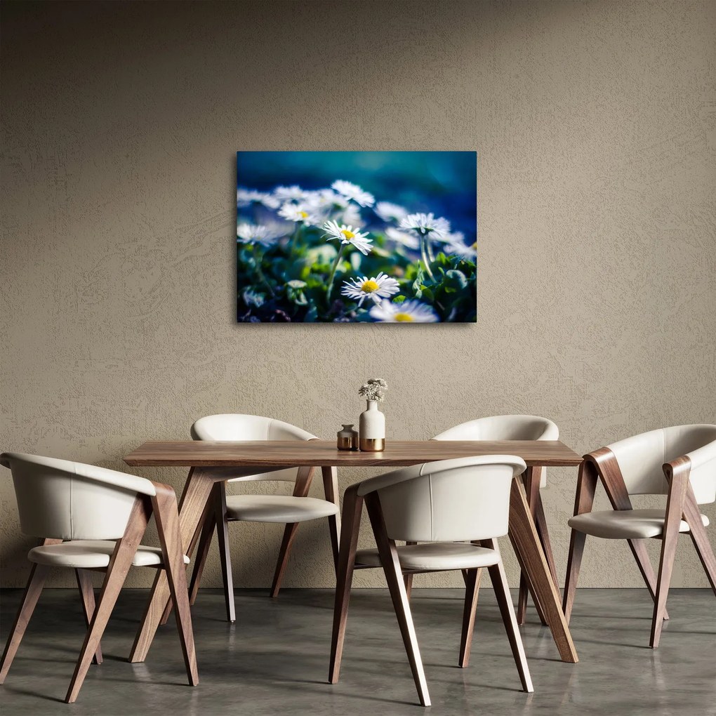 Obraz stokrotek (70x50 cm)