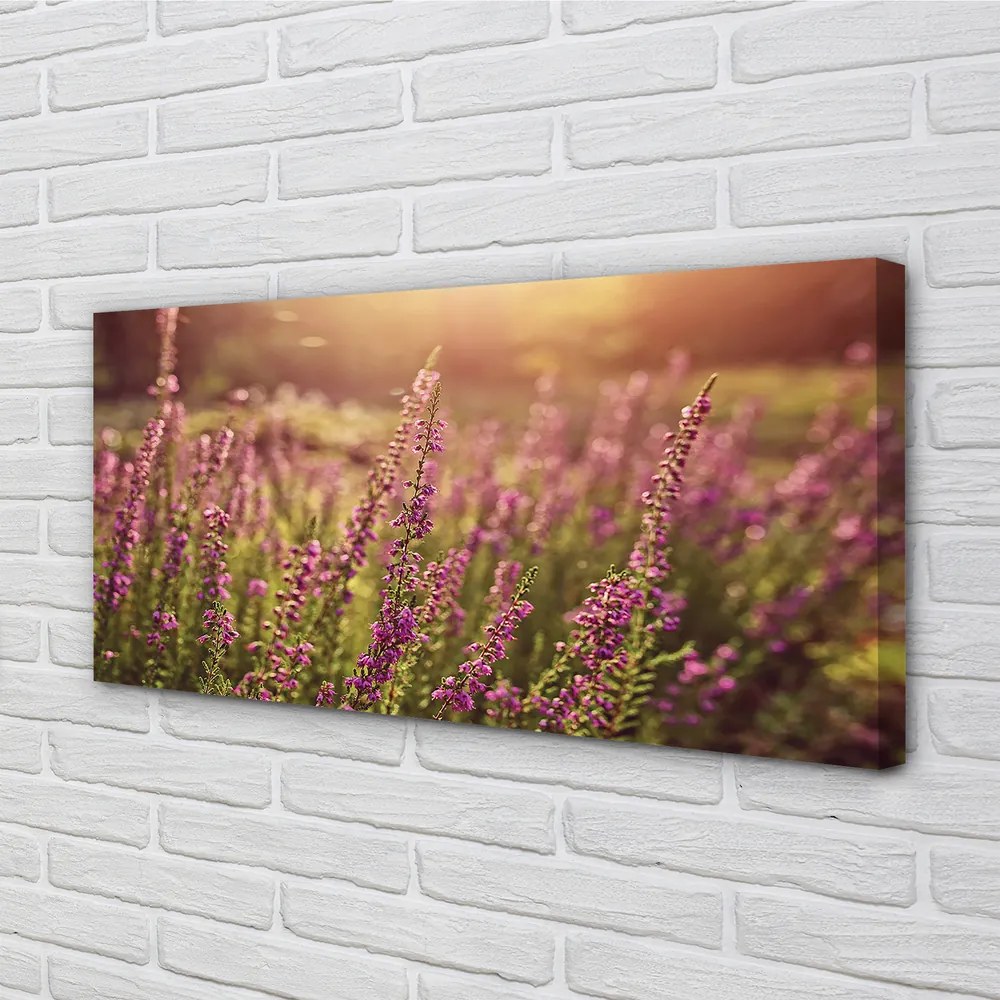 Duży obraz na płótnie Pole Wrzosów