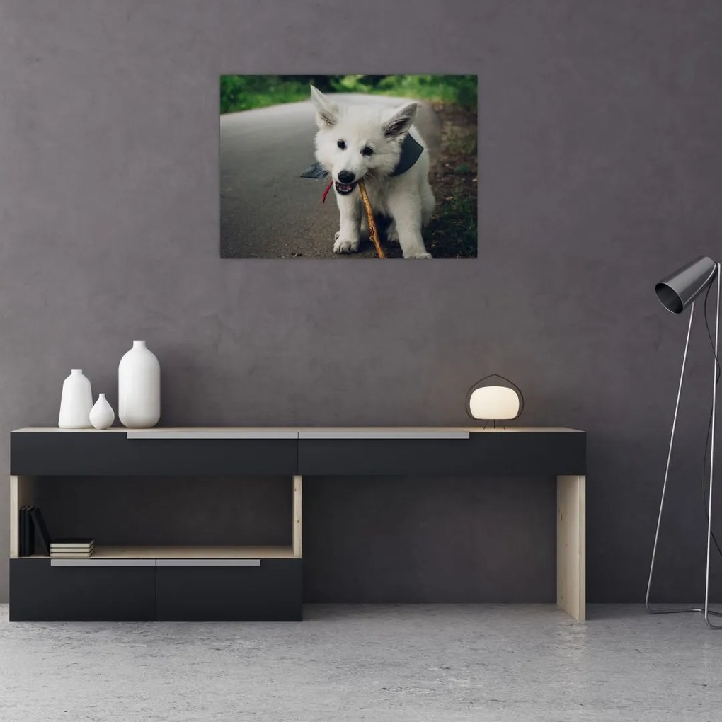 Obraz na szkle białego psa (70x50 cm)