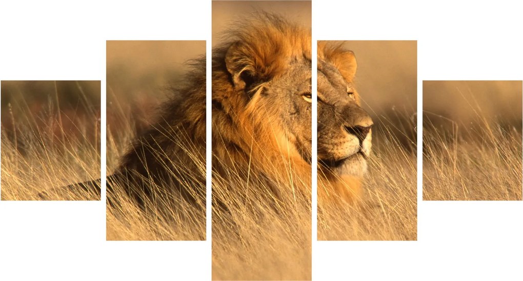 Obraz - Park Narodowy Etosha (125x70 cm)