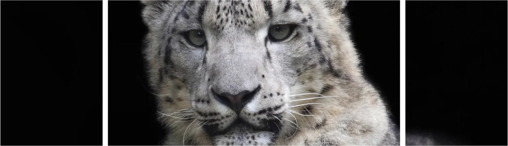 Obraz - Snow Leopard (170x50 cm)