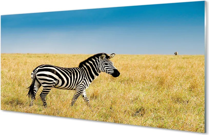 Panel nad Blat Kuchenny Samotna Zebra na Polu