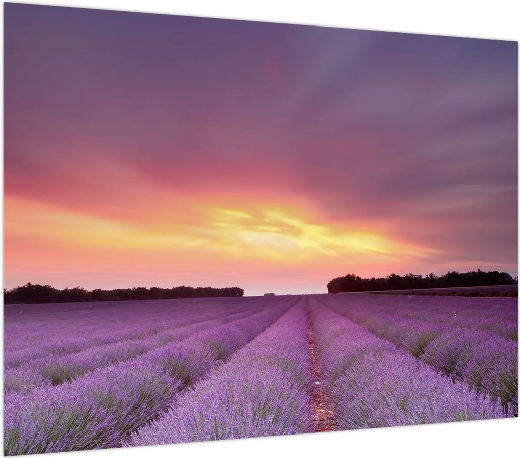 Obraz na szkle - Pole lawendy (70x50 cm)