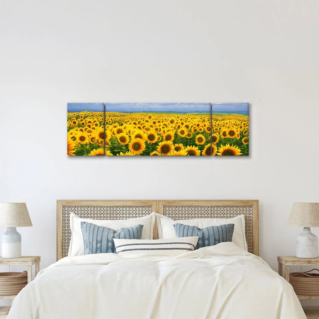 Obraz pola słoneczników (170x50 cm)
