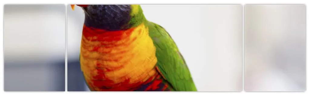 Obraz papugi (170x50 cm)