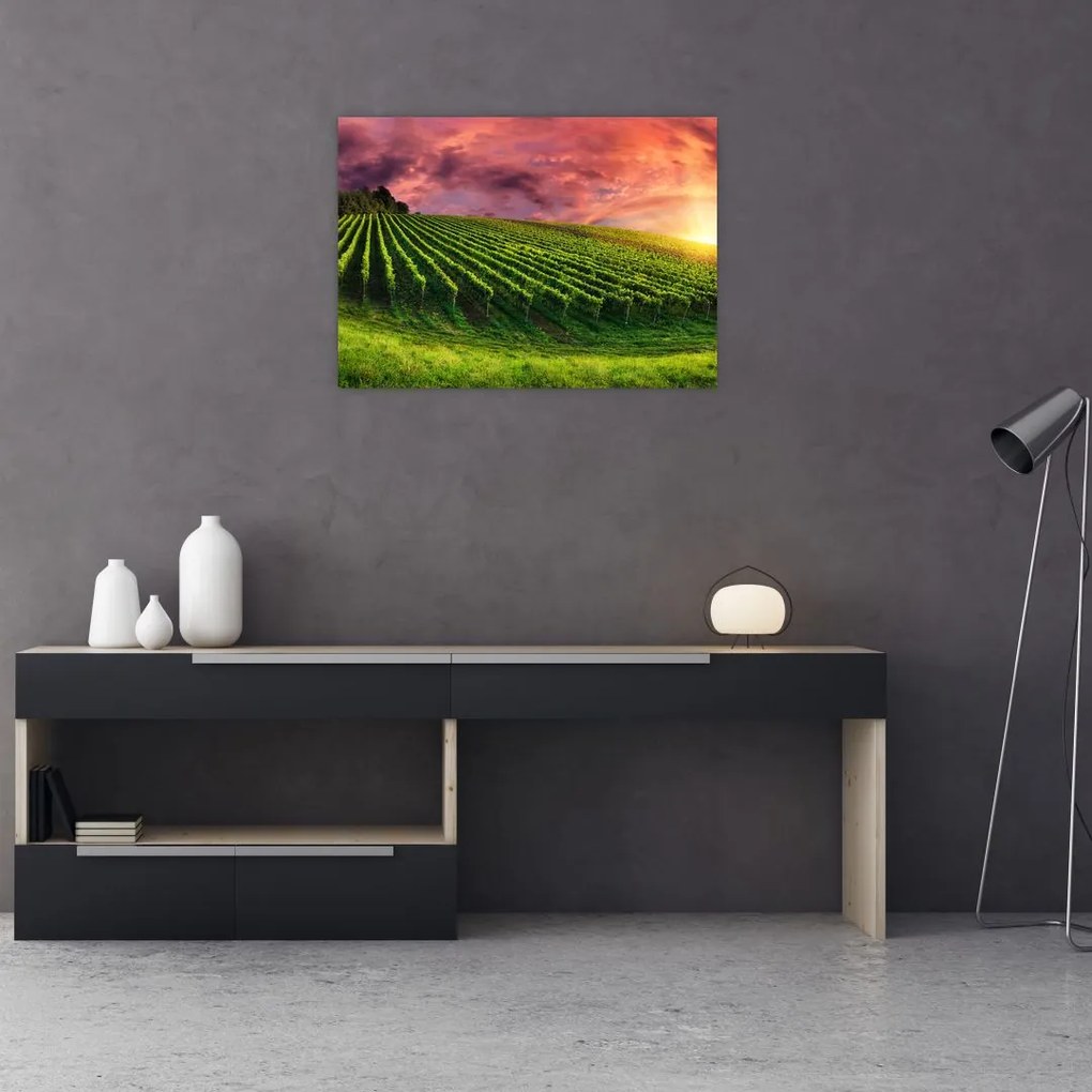 Obraz winnicy z kolorowym niebem (70x50 cm)