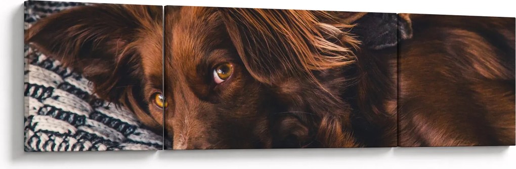 Obraz leżących psów (170x50 cm)