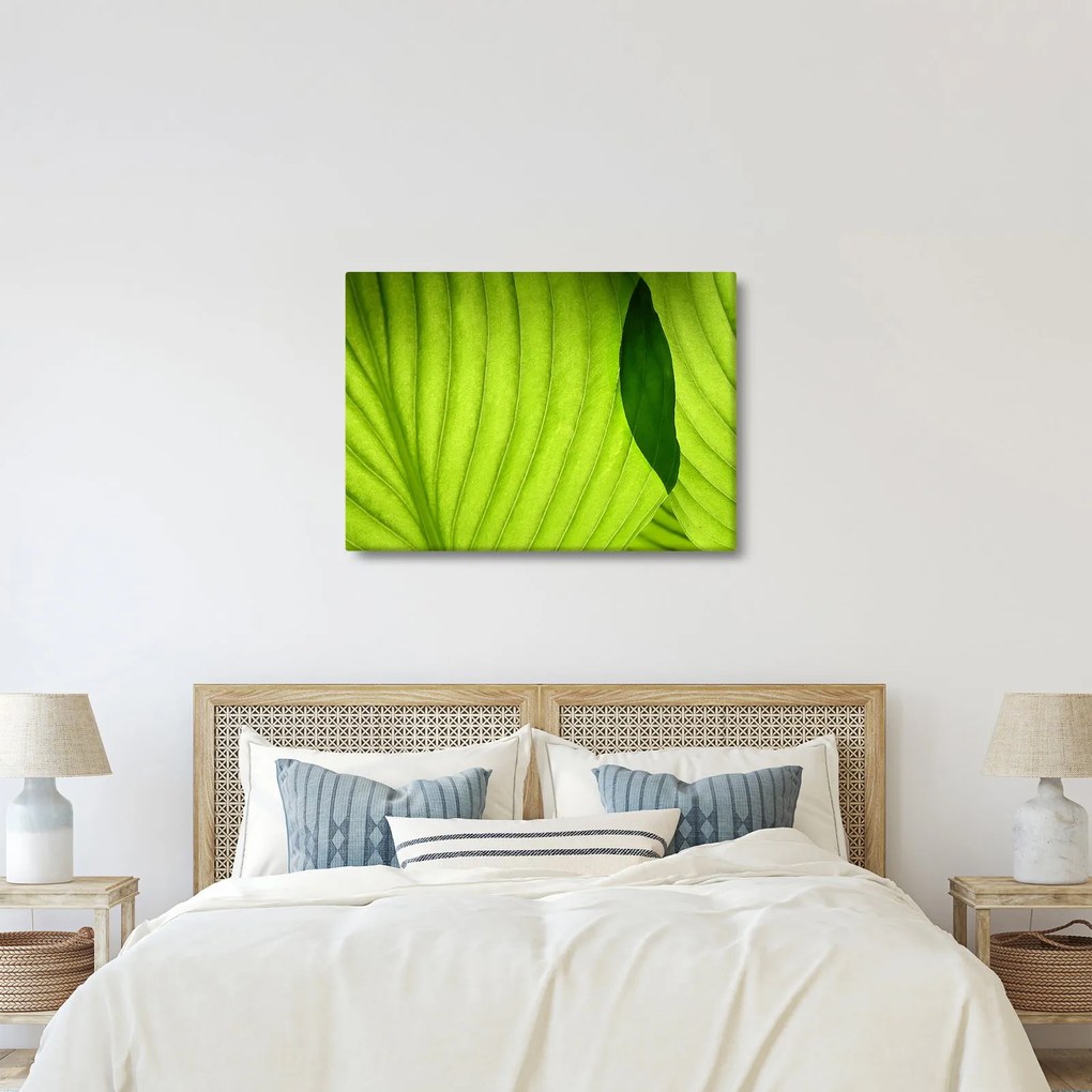 Obraz - Szczegół zielonego liścia (70x50 cm)