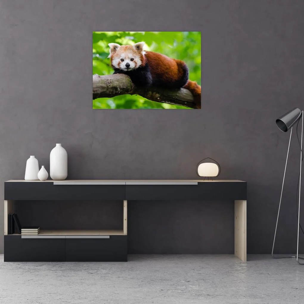 Obraz na szkle - panda czerwona (70x50 cm)