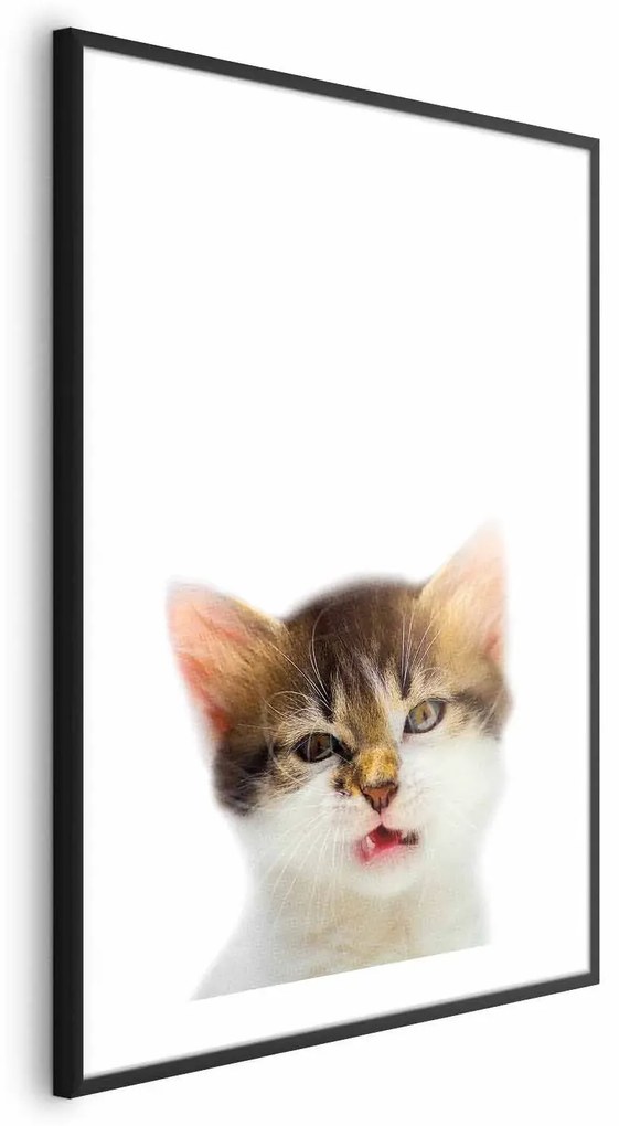 Plakat Zirytowany kot 29,7x42 cm z ramą czarną z marginesem ARTGEIST B