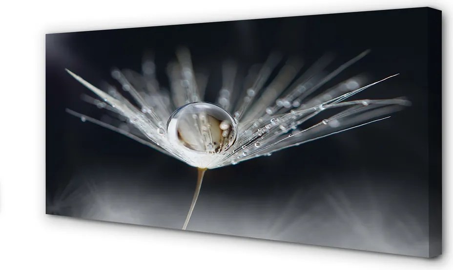Obraz drukowany na płótnie Kryształowy Dmuchawiec w Makro