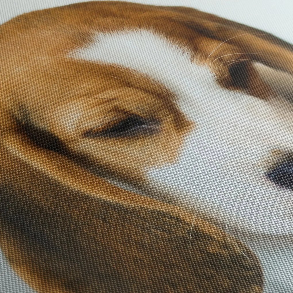 Obraz Beagle (70x50 cm)