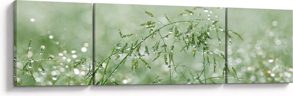 Obraz - Poranna rosa na źdźbłach trawy (170x50 cm)