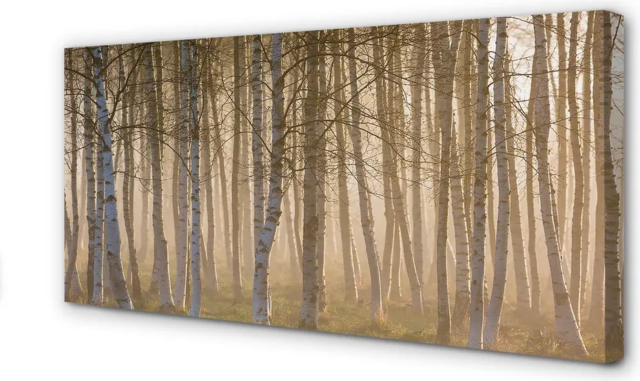 Obraz drukowany na płótnie Wschód Słońca w Lesie