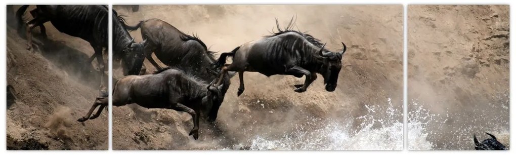 Obraz - Stado antylop gnu (170x50 cm)
