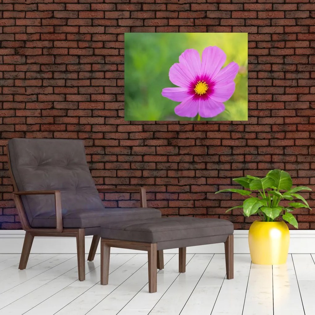 Obraz - polny kwiat (70x50 cm)