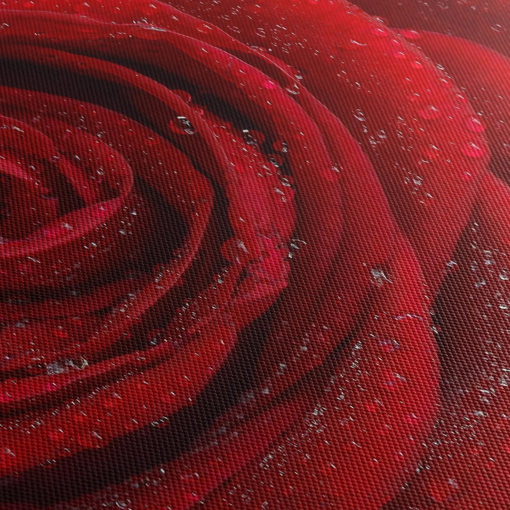 Obraz - szczegół róży (170x50 cm)
